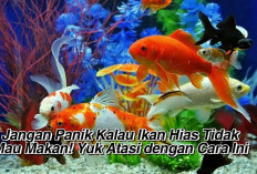 Jangan Panik Kalau Ikan Hias Tidak Mau Makan! Yuk Atasi dengan Cara Ini