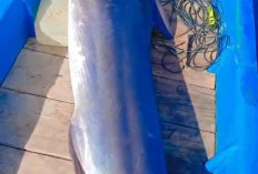Ikan Marlin Masih Melimpah di Laut Merpas, Pertanda Apakah? 
