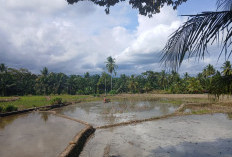 MANTAP! 5.000 Hektare Sawah di Bengkulu Selatan Terima Bantuan Benih Padi Ciherang Gratis