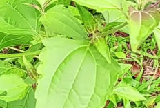 Daun Balakacida untuk Pengobatan Gula Darah dan Efek Sampingnya 