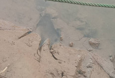 Hati-Hati! Jejak Mirip Buaya Ditemukan di Sungai Sambat 