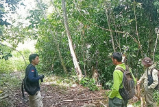 BKSDA Bintuhan Lakukan Patroli Lintas Satwa di Kawasan Hutan Pondok Pusaka 