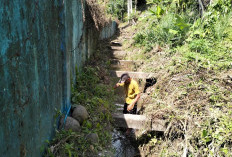 Sirng Irigasi Macet, Petani Berjuang Agar Lahan Pertanian Tidak Kering