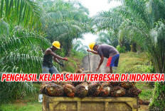 Jadi Kebun Idaman, Inilah Provinsi   Penghasil Sawit Terbesar di Indonesia