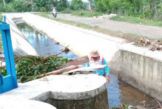 Belasan Tahun Irigasi Tidak Diperbaikan, 22 Ha Sawah Bengkulu Selatan Beralih ke Kebun Sawit