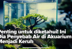 Penting untuk diketahui! Ini Dia Penyebab Air di Akuarium Menjadi Keruh 