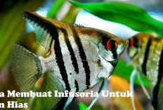 Penting untuk Pertumbuhan Ikan Hias, Yuk Kenalan dengan Infusoria dan Cara Membuatnya!