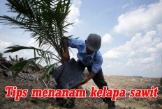 Lakukan Tips Menanam Kelapa Sawit   Berikut, Hasil Panen 99% Melimpah! 