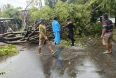 Cuaca Ekstrem! Transportasi ke Enggano Ditutup, Kini Basarnas Siagakan Puluhan Personel