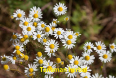 Atasi Radang Tenggorokan dengan Cara Alami, 9 Tanaman Herbal Ini Juaranya!