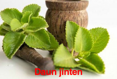 Rahasia Daun Jinten Bisa Sembuhkan Penyakit Ayan, Ternyata Mendandung Aktif Anti-konvulsan