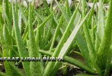 Manfaat Lidah Buaya Untuk Kesehatan, Apa Saja Ya? Simak Artikel Ini! 