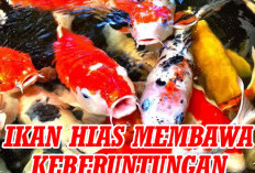 5 Jenis Ikan Hias Ini Membawa Keberuntungan, Tertarik Memeliharanya?