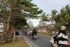 Bengkulu Selatan Usulkan 104 Hektare Kebun Kelapa ke Kementan, Berikut Ini Targetnya!