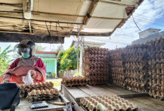 Inflasi, Harga Telur Ayam Tetap Stabil, Penjualan Capai 3 Ribu Karpet Per Bulan