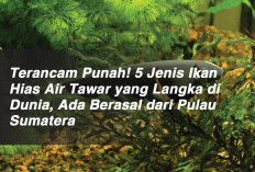 Terancam Punah! 5 Jenis Ikan Hias Air Tawar yang Langka di Dunia, Ada Berasal dari Pulau Sumatera 