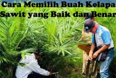 Jangan Sampai Salah! Simak Tips Memilih Bibit Kelapa Sawit