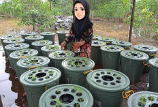 Lele dalam Ember, 100 Keluarga Terima Manfaat, Pemenuhan Gizi Jadi Prioritas Pemkab Bengkulu Selatan