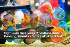 Ingin Ikan Hias yang dipelihara Umur Panjang, Pemilik Harus Lakukan 3 Hal Ini