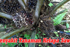 6 Penyakit Tanaman Kelapa   Sawit, Ini Cara Pencegahannya