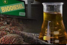 PENGGANTI BBM! Program Biodiesel Terus   Ditingkatkan, Pemerintah Terbitkan Harga BBN   