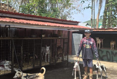 Porbi Combat Targetkan Bantu Petani Lewat   Berburu Hama Babi, Team Hanya Butuh Ini!