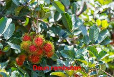 Daun Rambutan Mengurangi Proses Peradangan Dalam Tubuh, Fakta atau Mitos? Temukan Jawabannya di Sini!