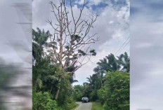 HATI-HATI! Pohon Raksasa Mati Hantui Pengendara, Sudah Banyak Korban, 1 Meninggal