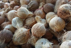 Harga Kelapa Tua di Nasal Anjlok, Petani Keluhkan Penurunan Pendapatan