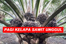 Apa Jenis Kelapa Sawit Unggul   Untuk Komersil? Ini Varietasnya