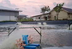 25 Tambak Udang Aktif di Kaur, Kenapa Penyerapan Tenaga Kerja Justru Menurun, Siapa yang Lalai?