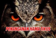 Burung Hantu Pembasmi Hama Tikus Nomor 1, Dijamin Kebun Sawit Anda Aman