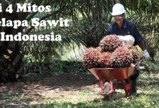 Percaya atau Tidak? Ini 4 Mitos Kelapa Sawit di Indonesia