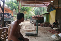 Harga Sawit Terjun Bebas, Petani Mulai Panik, Pabrik Tutup Pembelian
