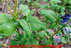 MENGEJUTKAN!  Ternyata Khasiat Bayam  Duri Luar Biasa, Kaum Hawa Harus Tahu! 