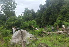Peringati Hari Bumi, PT AEP Tanam Pohon di Sepanjang Sungai 