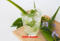 Dampaknya Kurang Baik! Khusus Orang Ini Jangan Coba-Coba Memakai Obat Herbal Lidah Buaya