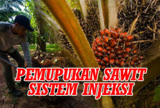 Pemupukan Sawit Sistem Injeksi Solusi   Hemat Biaya Perawatan, Ini Persentasenya