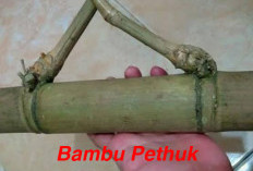 Ciri-ciri Bambu Pethuk Asli dan KW: Menyikapi Perbedaan yang Perlu Diketahui