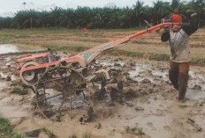 Musim Hujan, Petani Garab Sawah Pakai Hand Traktor