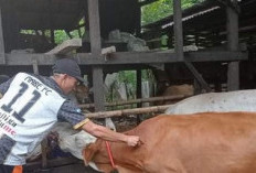 JELANG IDUL FITRI! Ribuan Ekor Ternak di Bengkulu Selatan Disuntik Vaksin, Ternyata Ini Penyebabnya
