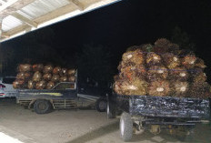 PKS Sepakat Kembalikan Harga Sawit, Tak Ikut Bakal Dilaporkan, di Petani Masih Segini!