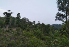 Desa Penyandingan dapat Hibah Lahan Seluas 2 Hektare 