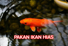 Pecinta ikan Hias Wajib Tahu! Ini Jenis-jenis Pakan Ikan Hias yang Bernutrisi Tinggi