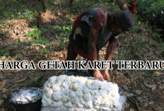 Petani Karet Kaur Harus Tahu! Harga Getah Karet Terbaru Sudah Tembus Rp 15 Ribu