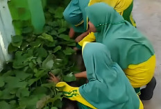 MIN 1 Kaur Tanamkan Nilai Peduli Lingkungan Lewat Kegiatan Berkebun