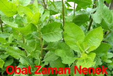 Daun Beluntas Obat Zaman Nenek Moyang, Bisa Sembuhkan Rematik, hingga Keputihan bagi Kaum Hawa