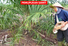 Hasil Panen Kelapa Sawit Tak Sesuai Harapan Meski Sudah Beri Pupuk? Ini Solusinya