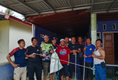 Teror Kobra Mematikan di Pasar Manna, Damkar Bengkulu Selatan Evakuasi dari Bawah Kasur Warga