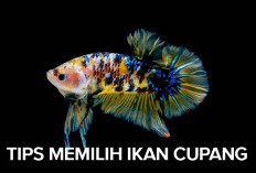 Ingin Memelihara Ikan Cupang, Yuk Simak 5 Tips Memilih Ikan Cupang yang Seat di Sini!